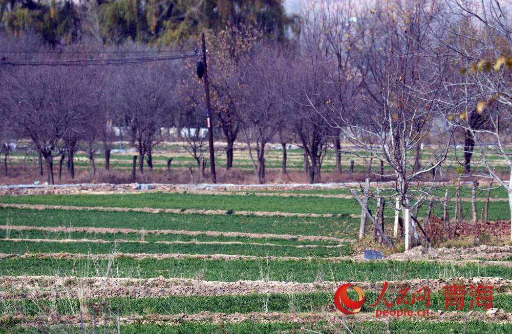 冬小麥染綠山鄉(xiāng)田野。人民網(wǎng)記者 甘海瓊攝