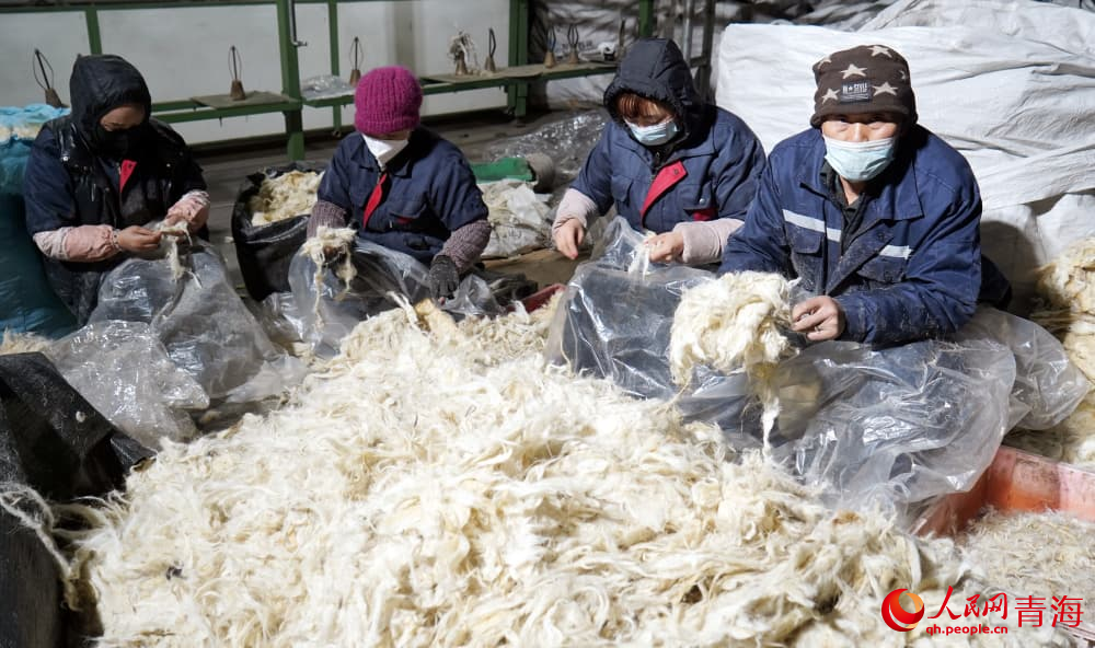 工人分揀羊毛。人民網(wǎng) 況玉攝