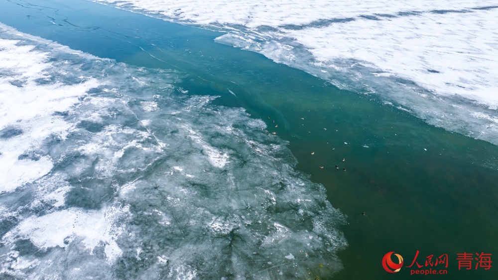 漸漸蘇醒的青海湖。人民網(wǎng) 況玉攝