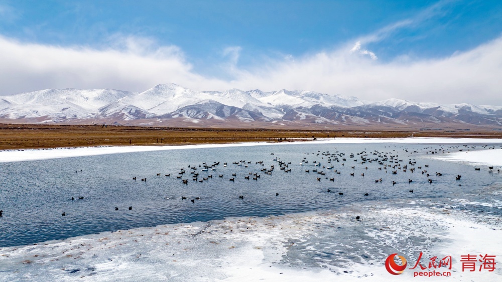 漸漸蘇醒的青海湖。人民網(wǎng) 況玉攝