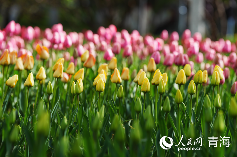 青海省西寧市人民公園內(nèi)郁金香綻放。人民網(wǎng) 馬可欣攝