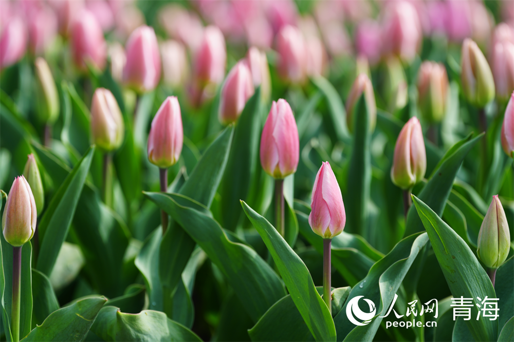 雨后，郁金香散發(fā)出陣陣清香。人民網(wǎng) 馬可欣攝