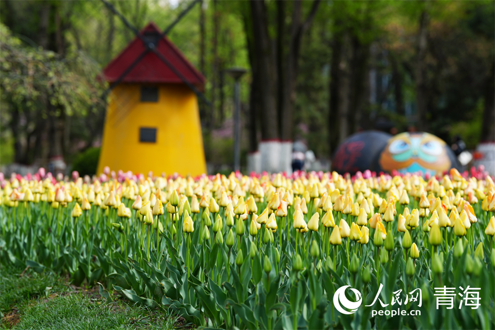 公園內(nèi)郁金香次第綻放。人民網(wǎng) 馬可欣攝