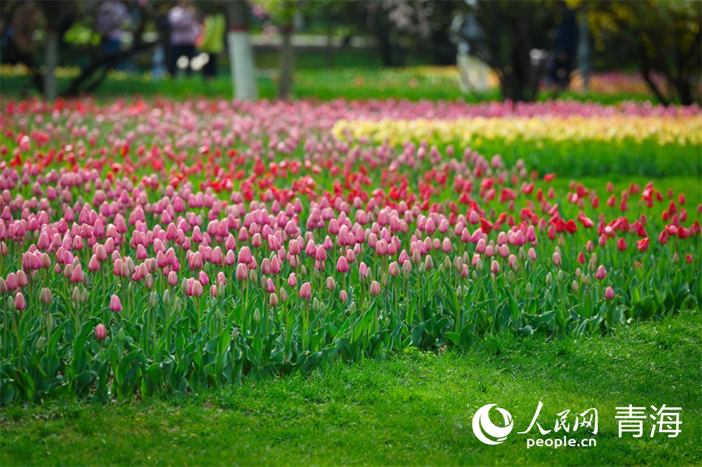 雨后初晴，公園內(nèi)五彩斑斕的郁金香似畫一般。人民網(wǎng) 馬可欣攝