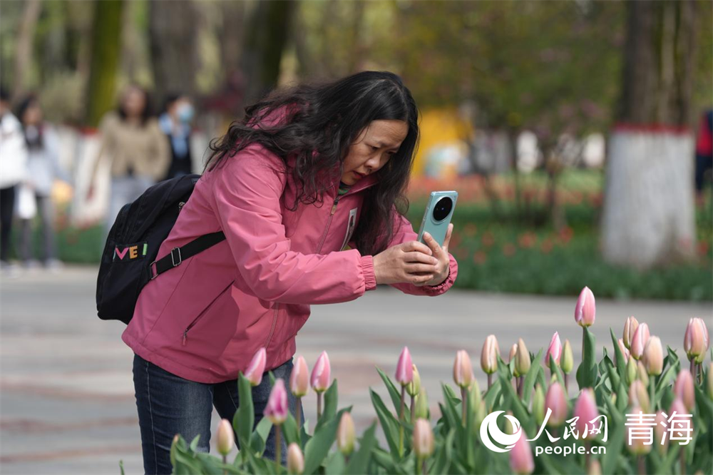 游客觀賞拍照郁金香。人民網(wǎng) 馬可欣攝