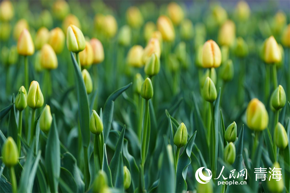 含苞待放的郁金香。人民網(wǎng) 馬可欣攝