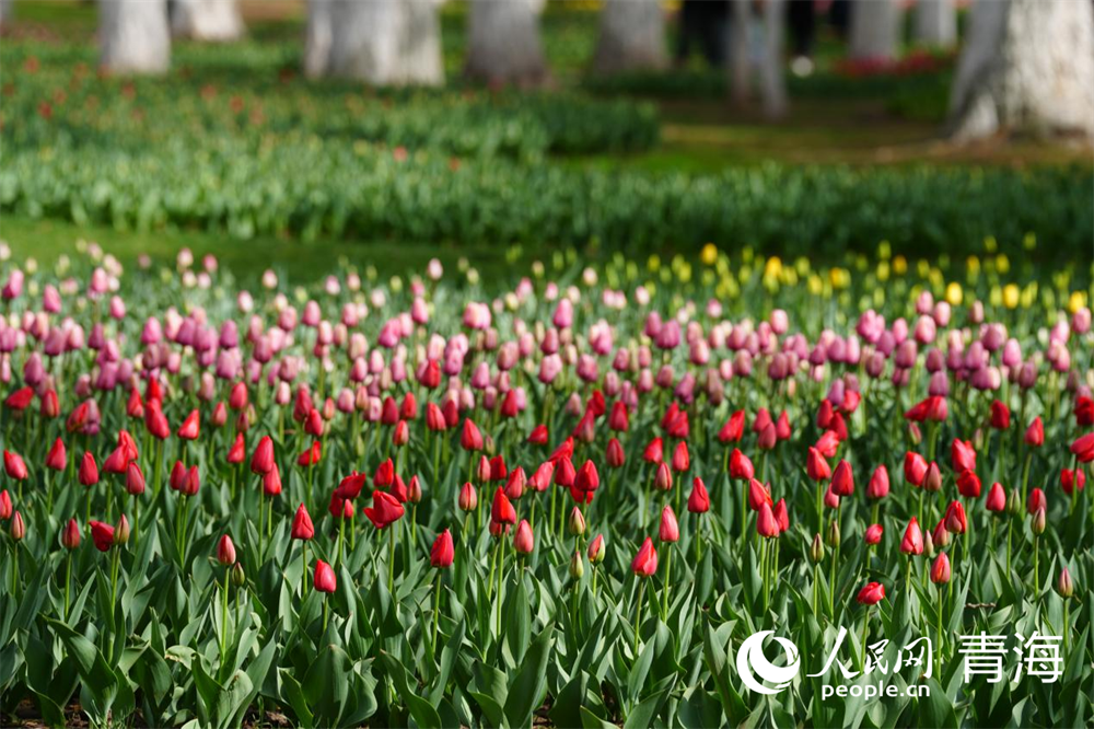 公園內(nèi)郁金香綻放。人民網(wǎng) 馬可欣攝