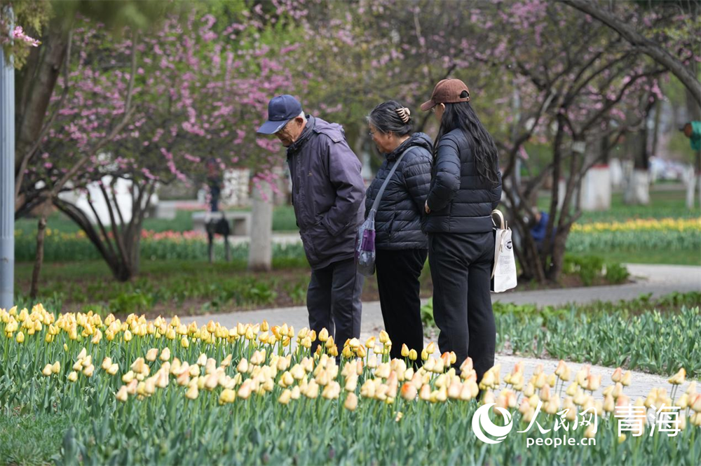 市民觀賞郁金香。人民網(wǎng) 馬可欣攝