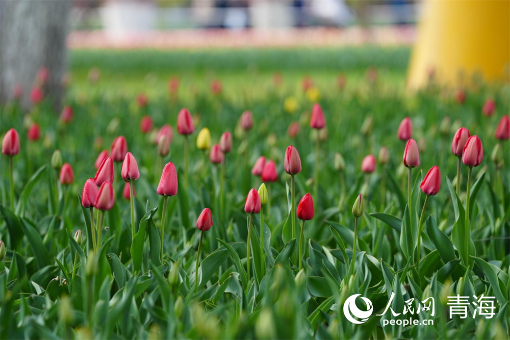 公園內(nèi)郁金香即將綻放。人民網(wǎng) 馬可欣攝