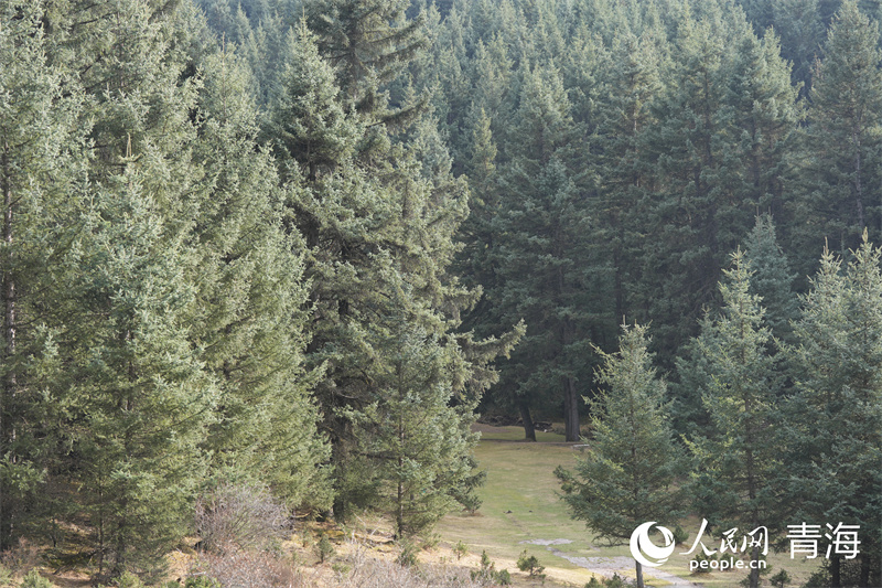 鷂子溝國(guó)家森林公園樹(shù)木蔥郁。人民網(wǎng) 馬可欣攝