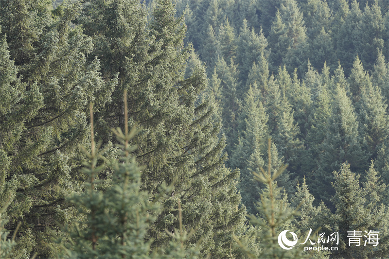 鷂子溝國(guó)家森林公園樹木蔥郁。人民網(wǎng) 馬可欣攝