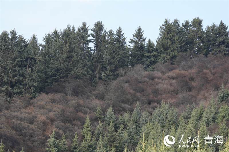 鷂子溝國家森林公園景觀。人民網(wǎng) 馬可欣攝