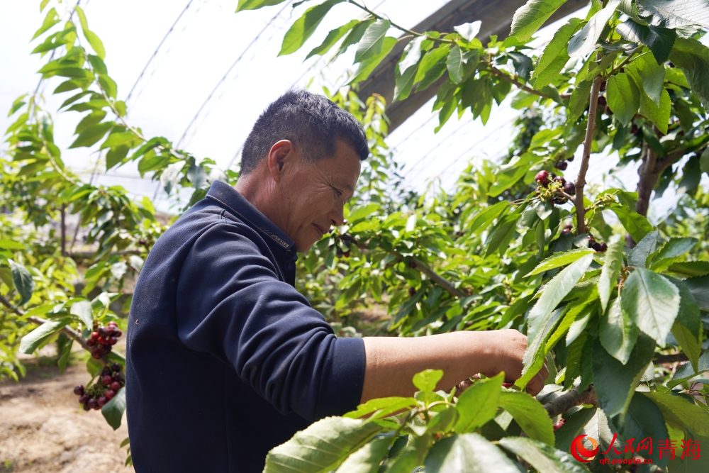 游客正在采摘櫻桃。人民網(wǎng) 馬可欣攝