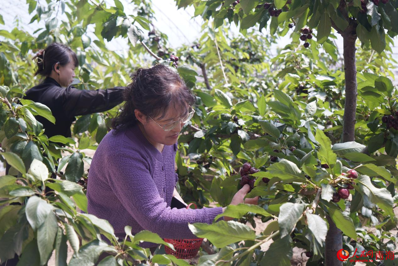 游客采摘櫻桃。人民網(wǎng) 馬可欣攝