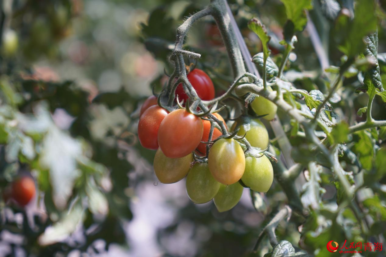 采摘園里小西紅柿成熟。人民網(wǎng) 馬可欣攝