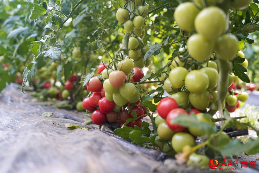 采摘園里小西紅柿垂?jié)M枝頭。人民網(wǎng) 馬可欣攝