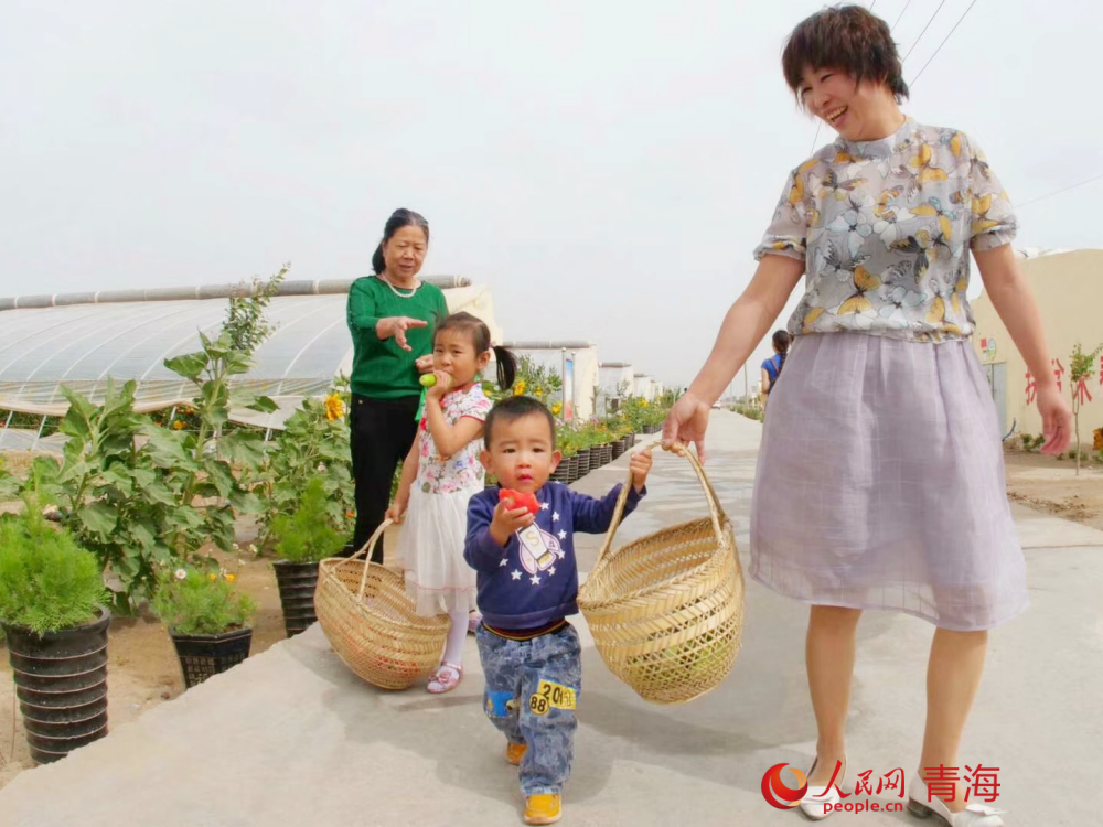 市民采摘蔬菜。人民網(wǎng) 況玉攝