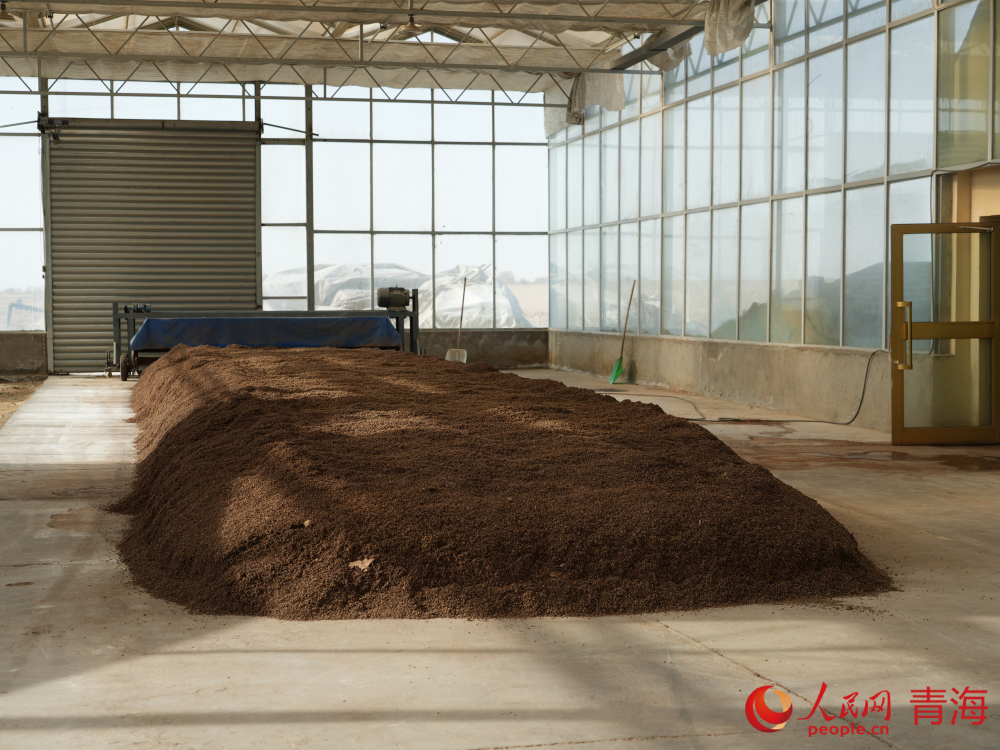 菌菇培養(yǎng)料。人民網(wǎng) 況玉攝
