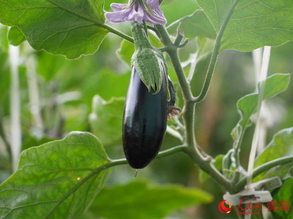 大棚里即將成熟的茄子。人民網(wǎng) 況玉攝