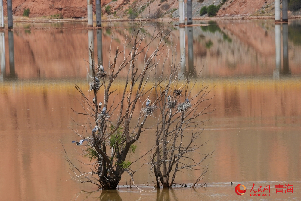 蒼鷺在黃河邊的樹木上筑巢。人民網(wǎng)記者 甘海瓊攝