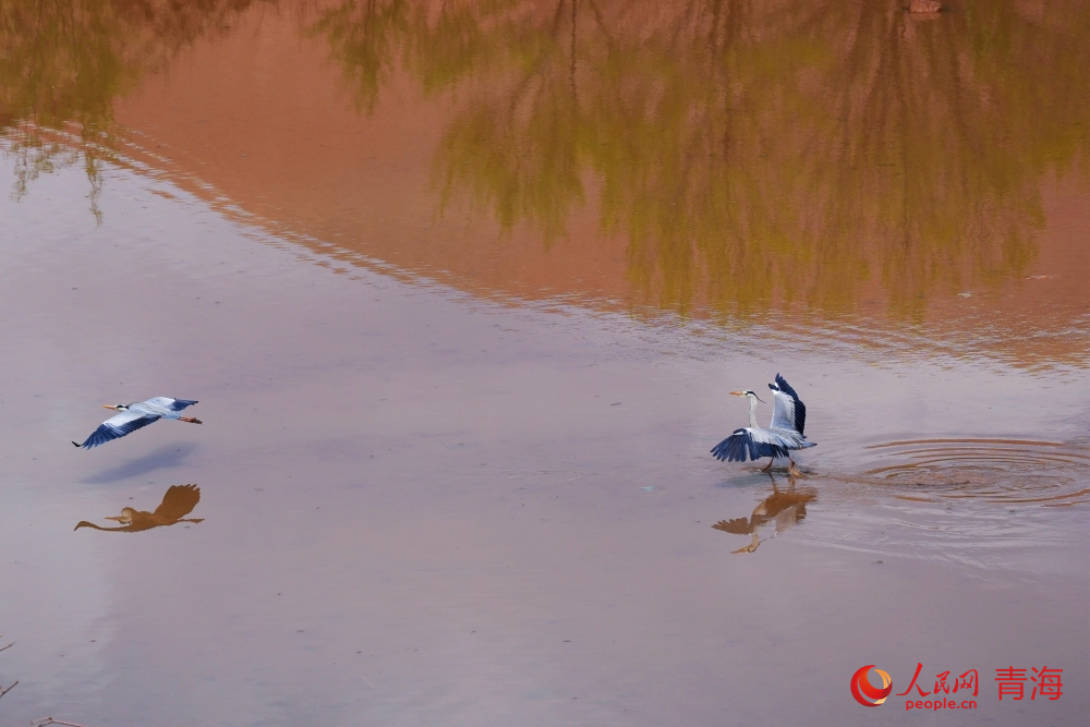 蒼鷺在黃河灘涂嬉戲。人民網(wǎng)記者 甘海瓊攝