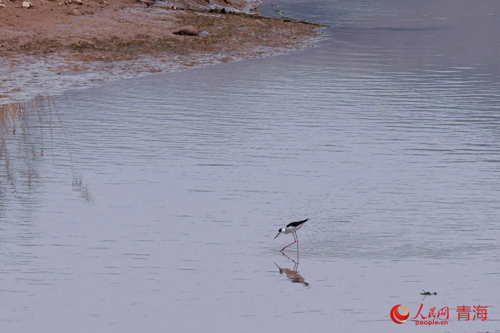 黑翅長腳鷸在黃河邊覓食。人民網(wǎng)記者 甘海瓊攝