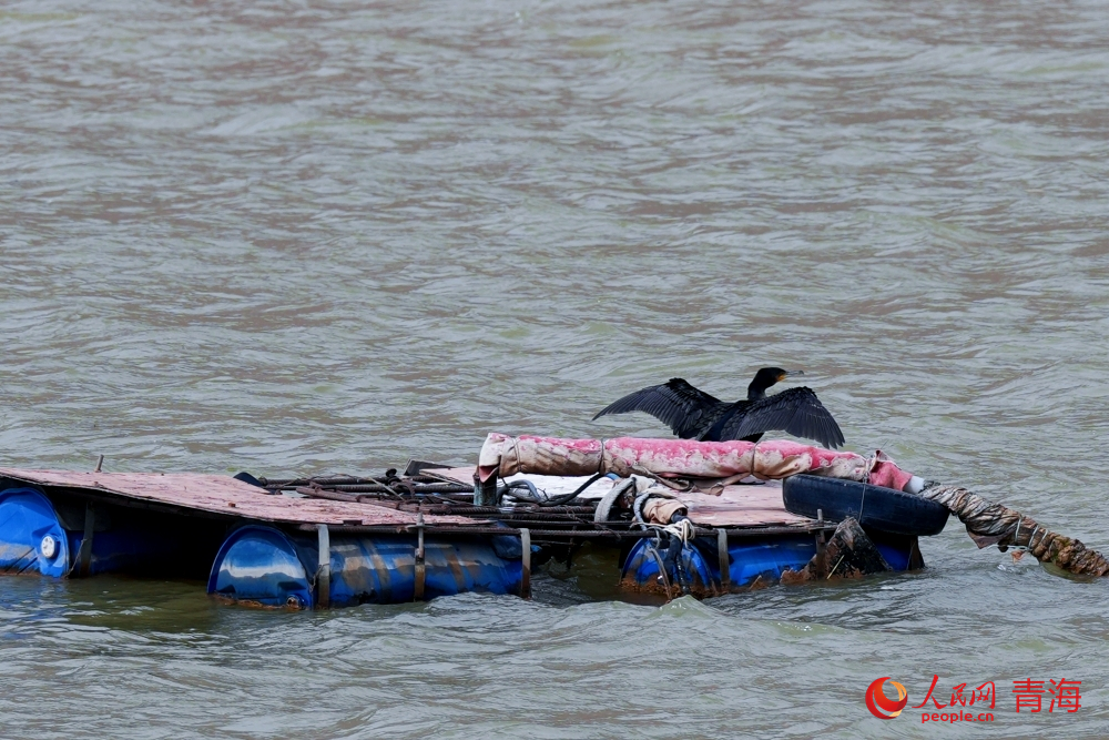 黃河邊停留的鸕鶿。人民網(wǎng)記者 甘海瓊攝