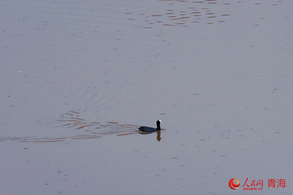 白骨頂現(xiàn)身黃河畔。人民網(wǎng)記者 甘海瓊攝