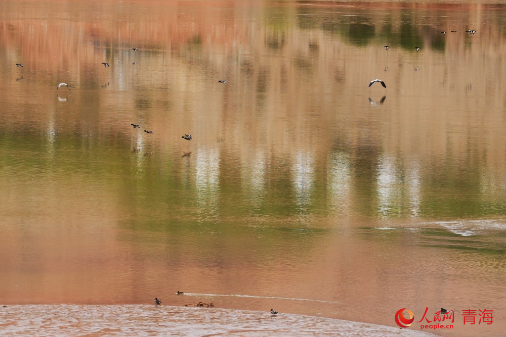 黃河灘涂群鳥飛翔，倒影在平靜的水面上似畫一般。人民網(wǎng)記者 甘海瓊攝