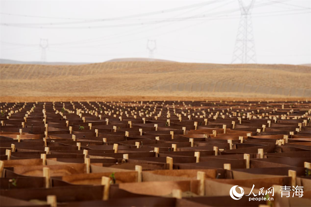 木質(zhì)復(fù)合材料板沙障。人民網(wǎng) 馬可欣攝