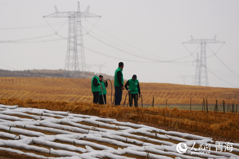 治沙工人正在工作。人民網(wǎng) 馬可欣攝