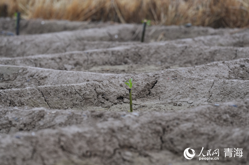 樹苗在沙障中已吐出嫩芽。人民網(wǎng) 馬可欣攝