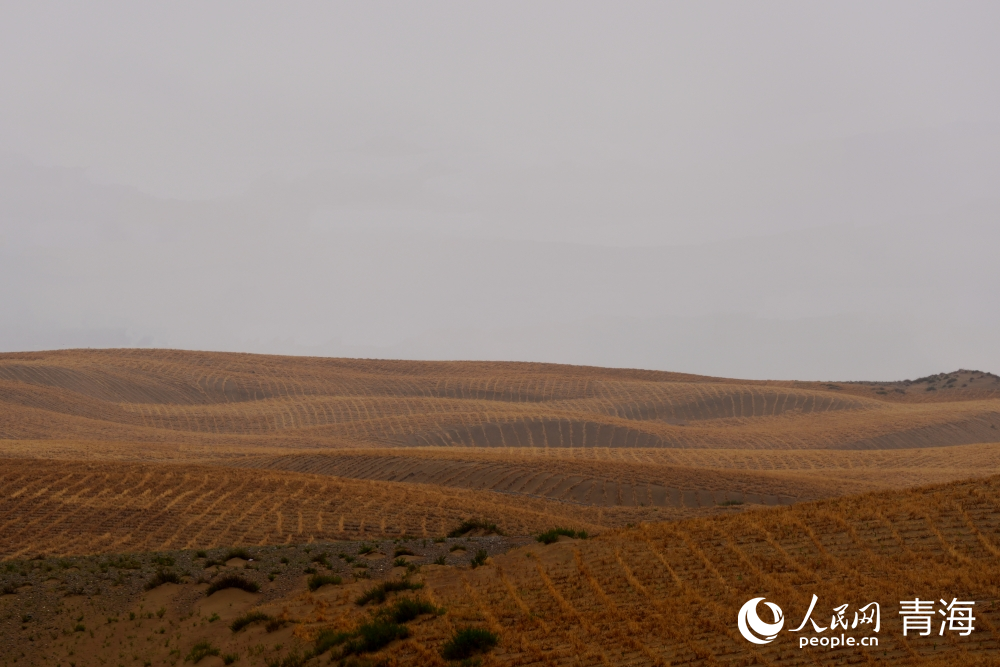 海南州共和縣塘格木鎮(zhèn)東格村防沙治沙點。人民網(wǎng) 馬可欣攝