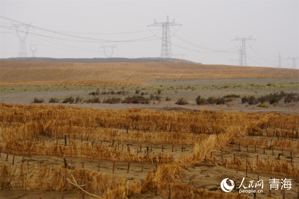 稻草沙障。人民網(wǎng) 馬可欣攝