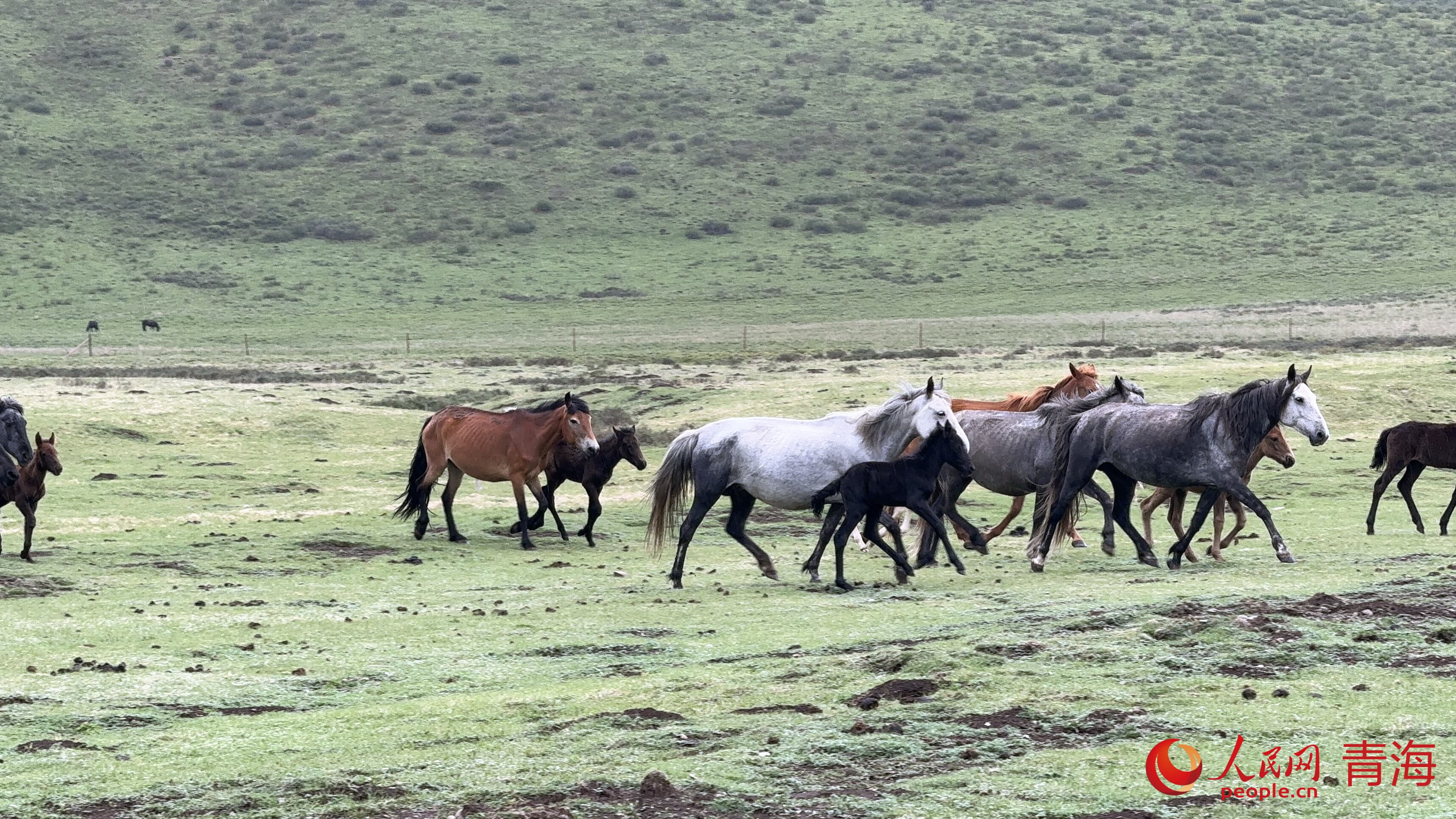 久治河曲馬。人民網(wǎng) 況玉攝