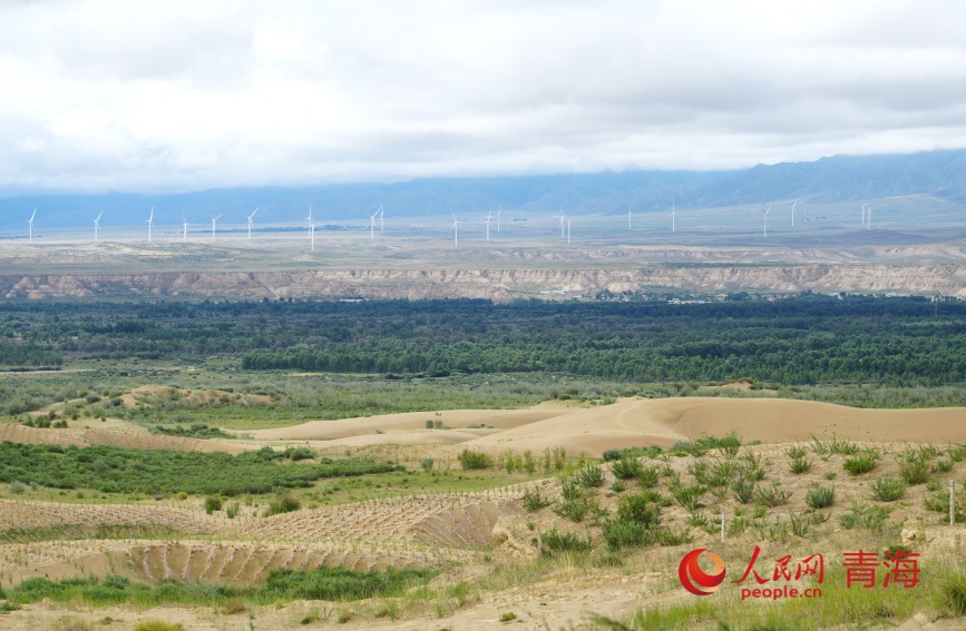 治沙區(qū)復(fù)綠。人民網(wǎng)記者 甘海瓊攝