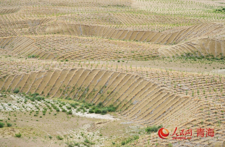 治沙區(qū)。人民網(wǎng)記者 甘海瓊攝