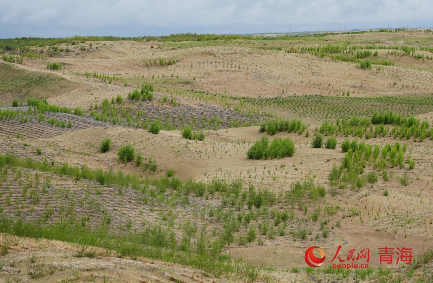 治沙區(qū)。人民網(wǎng)記者 甘海瓊攝
