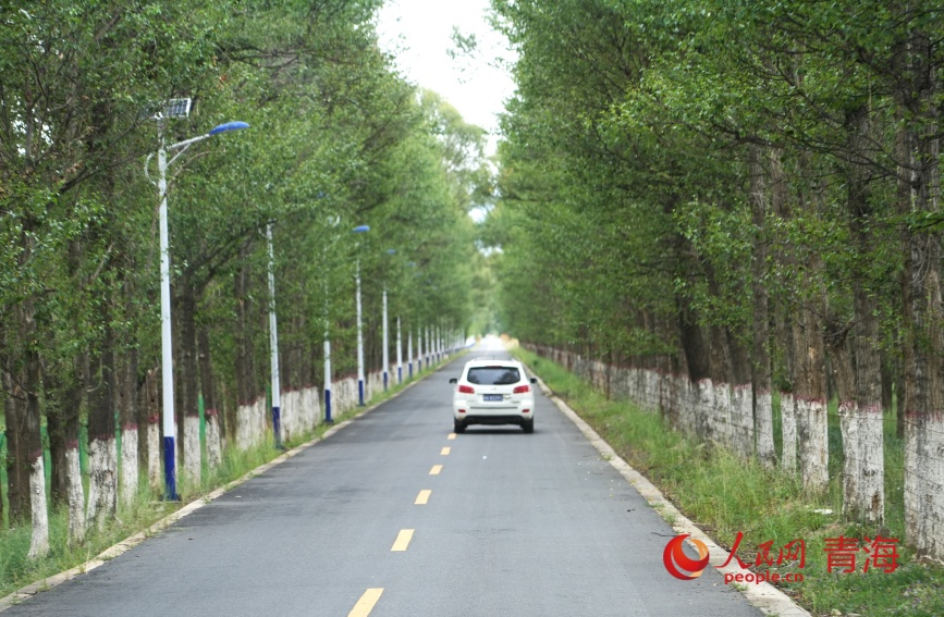 沙珠玉的林蔭路。人民網(wǎng)記者 甘海瓊攝