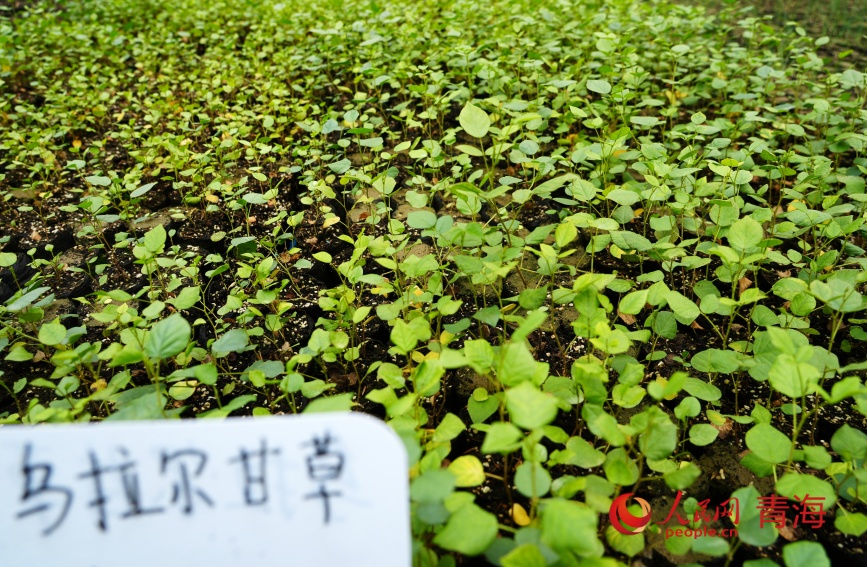 治沙試驗(yàn)站的沙生植物苗。人民網(wǎng)記者 甘海瓊攝