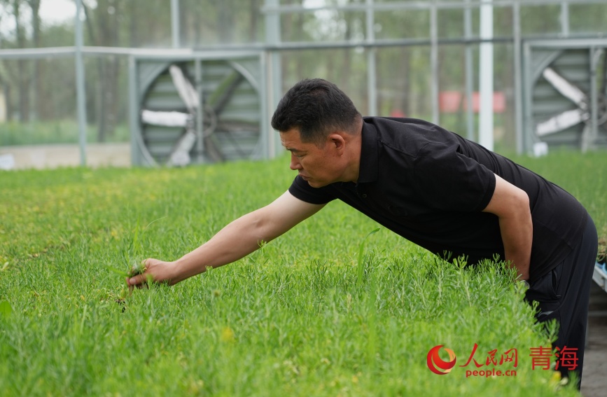 工作人員在打理沙生植物。人民網(wǎng)記者 甘海瓊攝