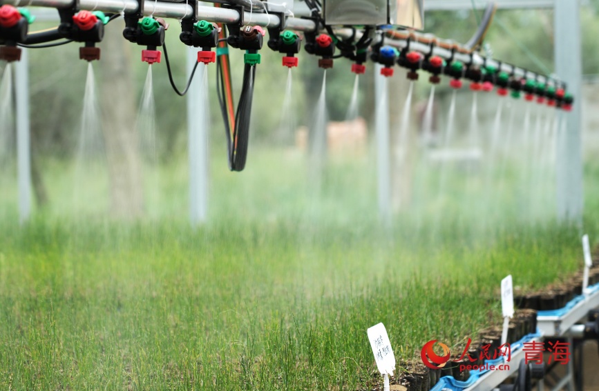 治沙試驗(yàn)站大棚內(nèi)進(jìn)行沙生植物繁育。人民網(wǎng)記者 甘海瓊攝