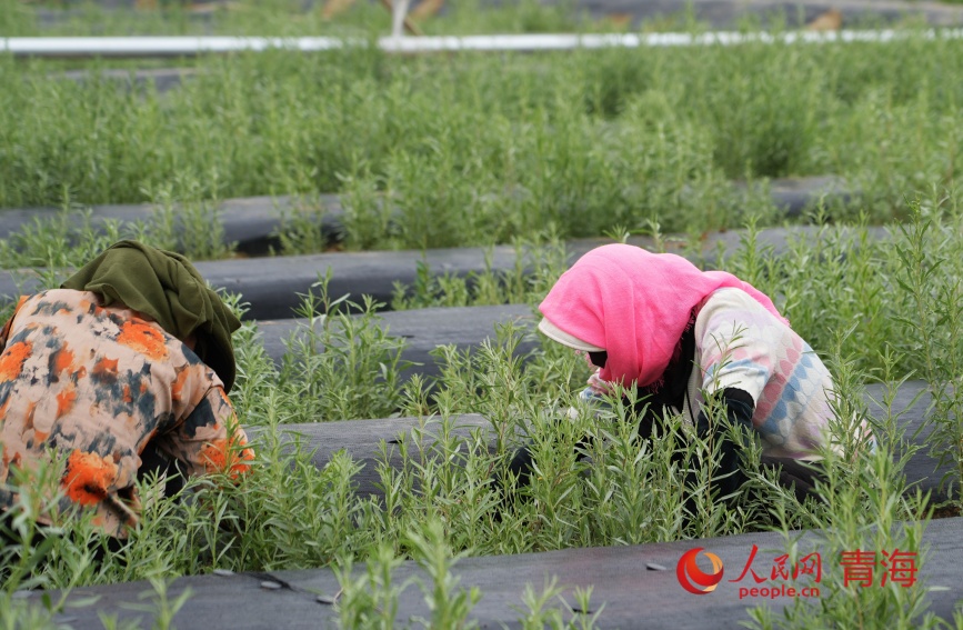 工人在試種的沙生植物苗圃中除草。人民網(wǎng)記者 甘海瓊攝