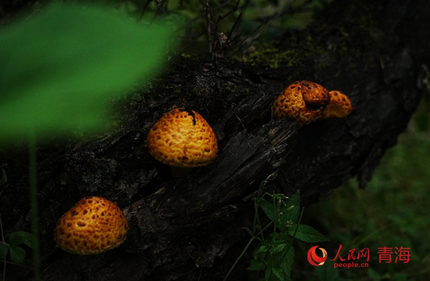 山林里生長(zhǎng)的野生菌。人民網(wǎng)記者 甘海瓊攝