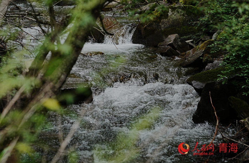 林區(qū)內(nèi)流水潺潺。人民網(wǎng)記者 甘海瓊攝