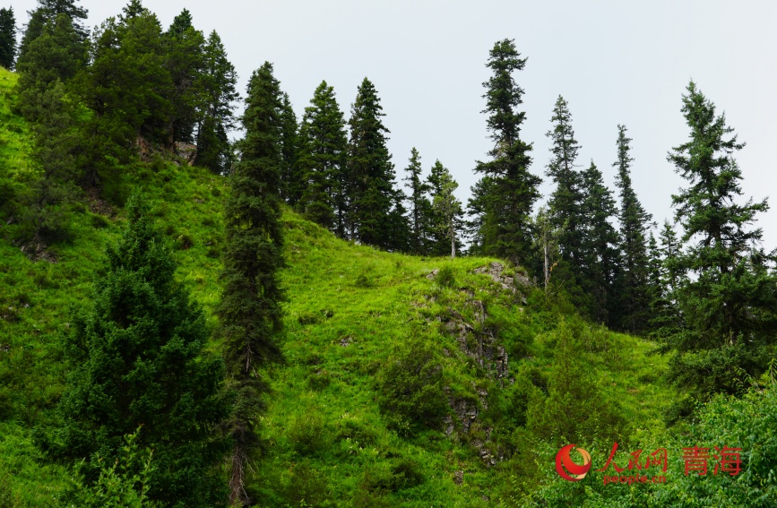 瑪可河林區(qū)滿目蒼翠。人民網(wǎng)記者 甘海瓊攝