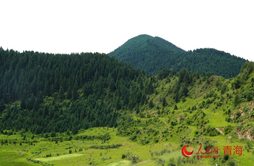 瑪可河林區(qū)滿目蒼翠。人民網(wǎng)記者 甘海瓊攝