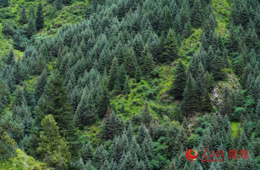 瑪可河林區(qū)滿目蒼翠。人民網(wǎng)記者 甘海瓊攝