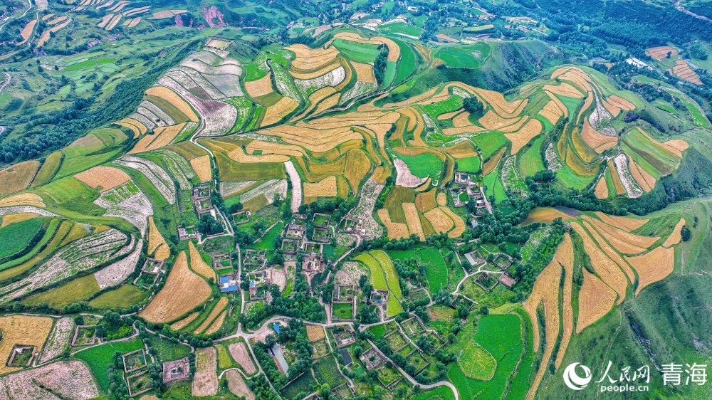 連片麥田化作金色海洋。人民網(wǎng) 況玉攝