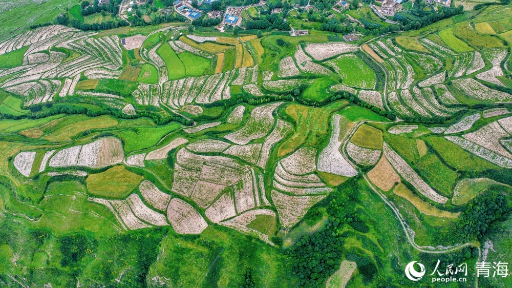 連片麥田化作金色海洋。人民網(wǎng) 況玉攝